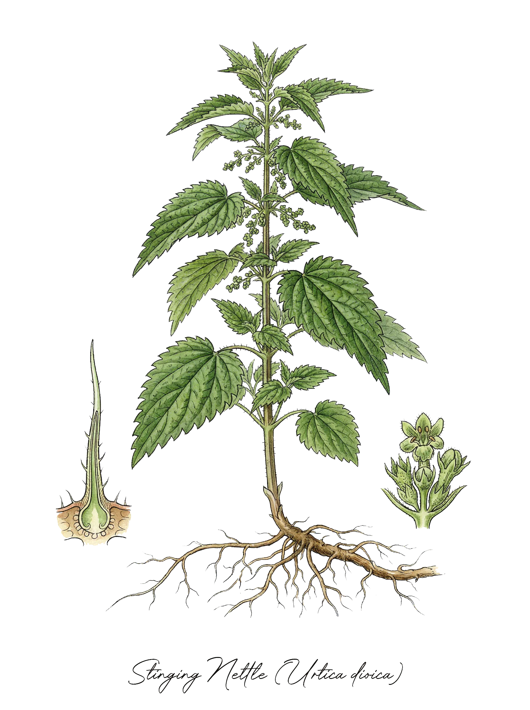 Botanical illustration of Stinging Nettle (Urtica dioica)